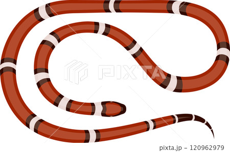 Sinaloan milk snake crawling across the ground, displaying its vibrant orange, black, and white pattern, with intricate scales and skin textures, isolated against a white background 120962979
