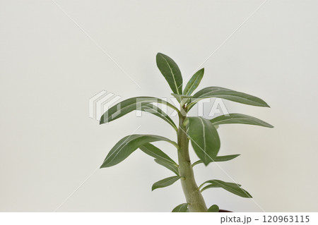 アデニウム 120963115