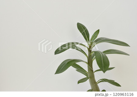 アデニウム 120963116