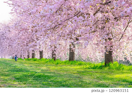 【水彩画】千曲川桜堤の桜並木 八重桜【長野県】 【水彩画】千曲川桜堤の桜並木 八重桜【長野県】 120963151