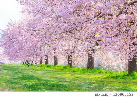 【水彩画】千曲川桜堤の桜並木 八重桜【長野県】 【水彩画】千曲川桜堤の桜並木 八重桜【長野県】 120963152