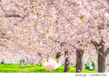 【水彩画】千曲川桜堤の桜並木　八重桜【長野県】 120963158