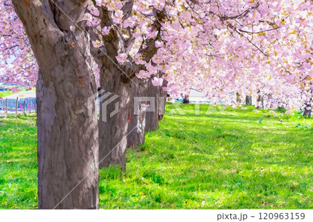 【水彩画】千曲川桜堤の桜並木 八重桜【長野県】 【水彩画】千曲川桜堤の桜並木 八重桜【長野県】 120963159