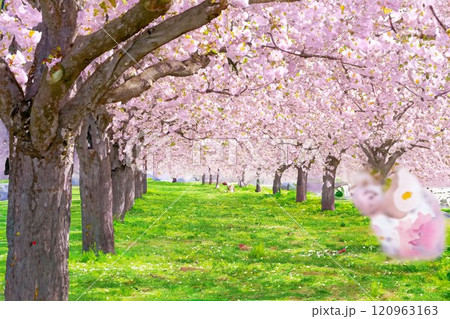 【水彩画】千曲川桜堤の桜並木　八重桜【長野県】 120963163