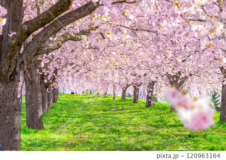【水彩画】千曲川桜堤の桜並木　八重桜【長野県】 120963164