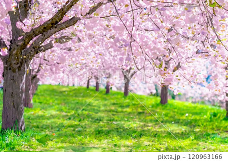 【水彩画】千曲川桜堤の桜並木　八重桜【長野県】 120963166