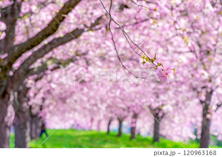 【水彩画】千曲川桜堤の桜並木 八重桜【長野県】 【水彩画】千曲川桜堤の桜並木 八重桜【長野県】 120963168