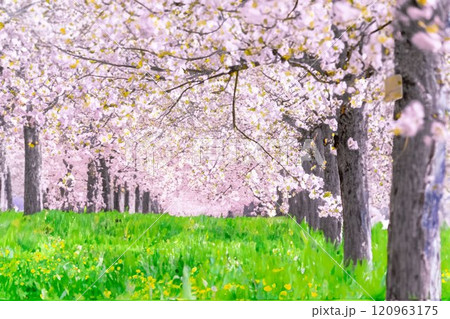 【水彩画】千曲川桜堤の桜並木 八重桜【長野県】 【水彩画】千曲川桜堤の桜並木 八重桜【長野県】 120963175