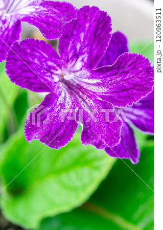 ストレプトカーパスの花のクローズアップ 120963511