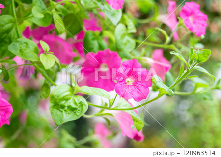 満開のペチュニアの花のクローズアップ 120963514