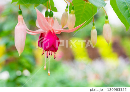 可愛いフクシアの花のクローズアップ 120963525
