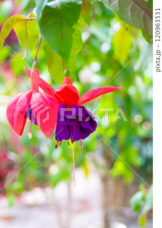 可愛いフクシアの花のクローズアップ 可愛いフクシアの花のクローズアップ 120963531