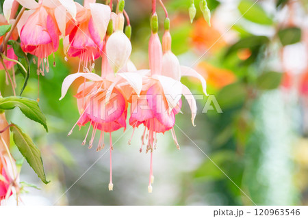 可愛いフクシアの花のクローズアップ 120963546