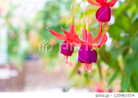 可愛いフクシアの花のクローズアップ 可愛いフクシアの花のクローズアップ 120963554