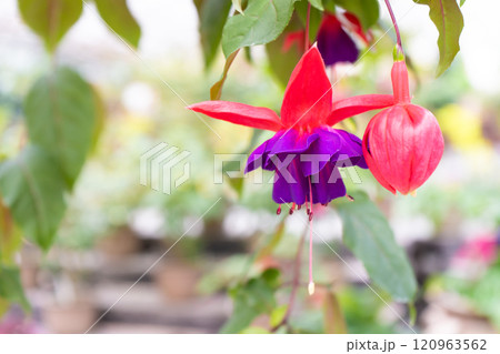可愛いフクシアの花のクローズアップ 120963562