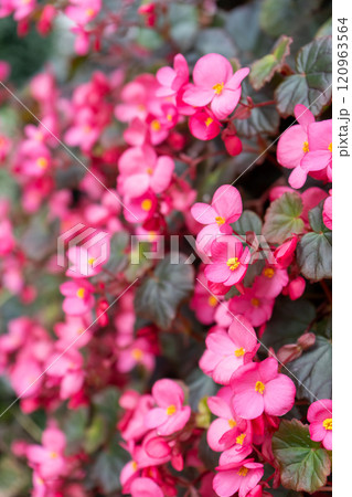 ベゴニアの花のクローズアップ 120963564