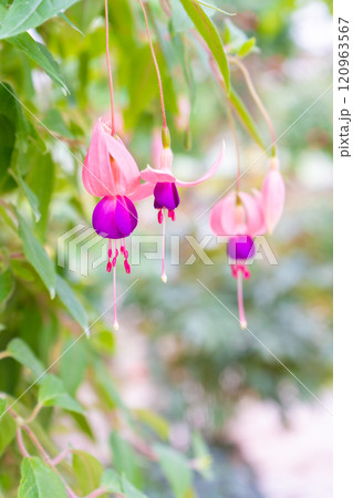 可愛いフクシアの花のクローズアップ 可愛いフクシアの花のクローズアップ 120963567