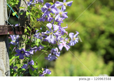 爽やか クレマチスの花 プリンスチャールズ 爽やか クレマチスの花 プリンスチャールズ 120963588