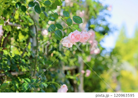 爽やか　バラの花　ニュードーン 120963595