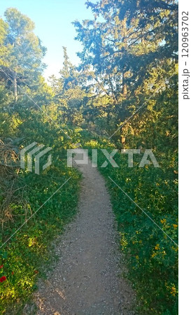 Athens, Greece - 30.3.2018: A peaceful dirt pathway winding through a lush forest illuminated by warm sunlight filtering through the trees on Lykavittos Hill with a sense of serenity and relaxation Athens, Greece - 30.3.2018: A peaceful dirt pathway winding through a lush forest illuminated by warm sunlight filtering through the trees on Lykavittos Hill with a sense of serenity and relaxation 120963702