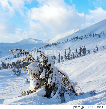 Icy snowy fir trees on winter hill. Icy snowy fir trees on winter hill. 120963841