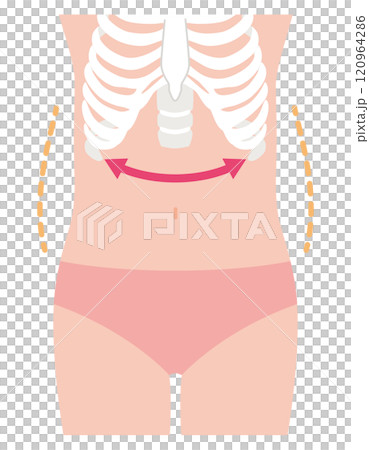 開いた肋骨　寸胴体型 120964286