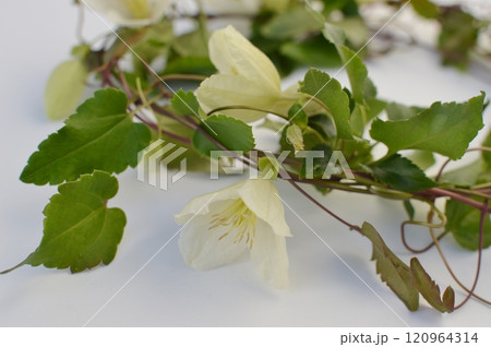 乳白色の冬咲きクレマチスの花のリース           乳白色の冬咲きクレマチスの花のリース           120964314