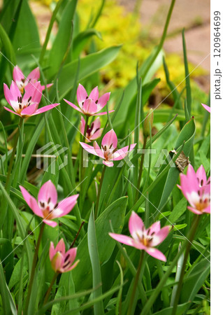 春の庭のミニチューリップ 120964699