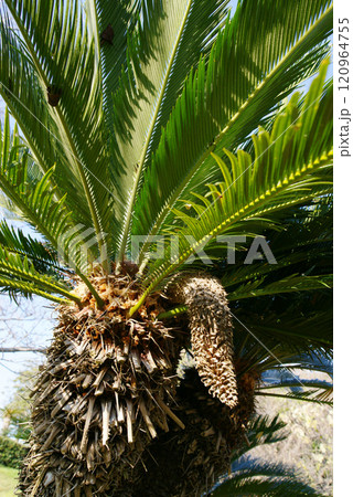 逗子市立 大崎公園 ソテツの雄花 逗子市立 大崎公園 ソテツの雄花 120964755