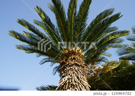 逗子市立 大崎公園　ソテツの雌花と種子 120964782