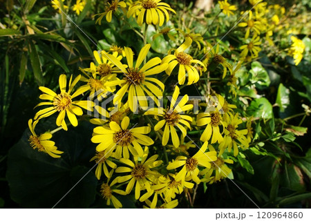 逗子市立 大崎公園 ツワブキ(石蕗)の花 逗子市立 大崎公園 ツワブキ(石蕗)の花 120964860