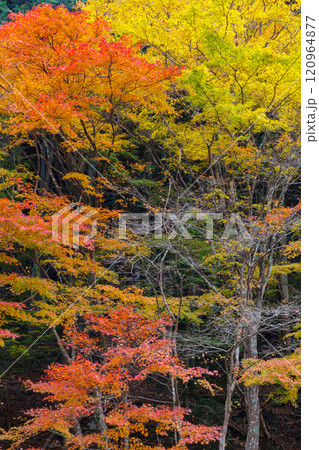 くらがり渓谷の紅葉(愛知県岡崎市) くらがり渓谷の紅葉(愛知県岡崎市) 120964877