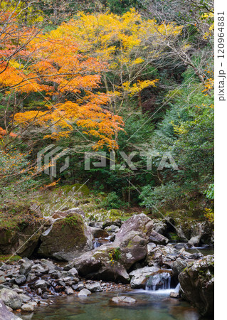くらがり渓谷の秋(愛知県岡崎市) くらがり渓谷の秋(愛知県岡崎市) 120964881