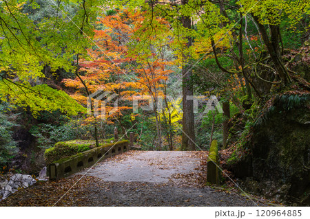 くらがり渓谷の秋(愛知県岡崎市) くらがり渓谷の秋(愛知県岡崎市) 120964885