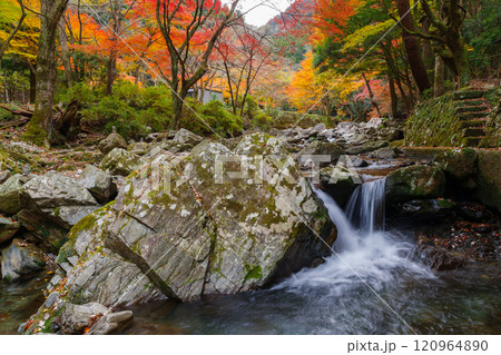 くらがり渓谷の紅葉(愛知県岡崎市) くらがり渓谷の紅葉(愛知県岡崎市) 120964890