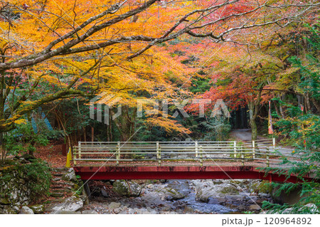 くらがり渓谷の紅葉（愛知県岡崎市） 120964892