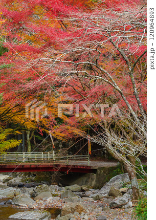 くらがり渓谷の紅葉(愛知県岡崎市) くらがり渓谷の紅葉(愛知県岡崎市) 120964893