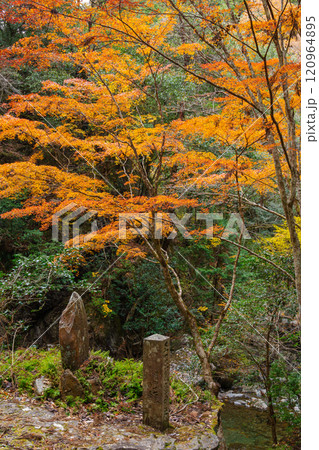 くらがり渓谷の紅葉（愛知県岡崎市） 120964895