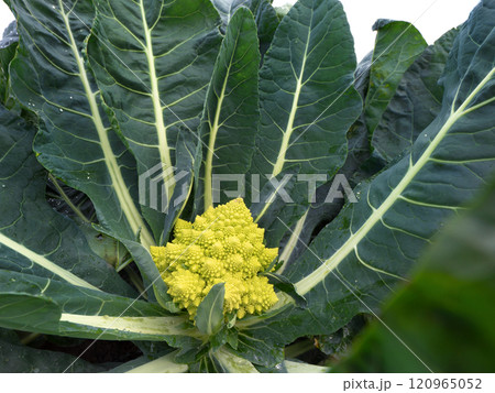 ロマネスコの栽培 ロマネスコの栽培 120965052
