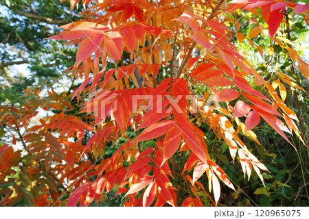 逗子市立 大崎公園 櫨紅葉(はぜもみじ) 逗子市立 大崎公園 櫨紅葉(はぜもみじ) 120965075