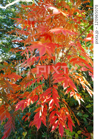 逗子市立 大崎公園 櫨紅葉(はぜもみじ) 逗子市立 大崎公園 櫨紅葉(はぜもみじ) 120965078