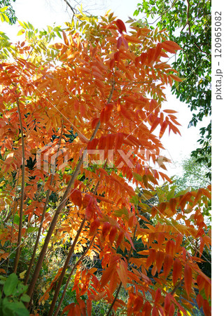 逗子市立 大崎公園 櫨紅葉(はぜもみじ) 逗子市立 大崎公園 櫨紅葉(はぜもみじ) 120965082
