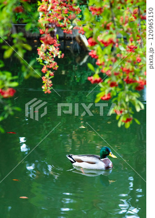 赤い木の実とマガモ 120965150
