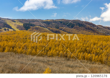 長野県北佐久郡立科町　ビーナスラインの白樺高原夕陽の丘公園からカラマツなどの紅葉の眺望 120965178