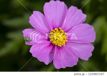 ウスモンミドリカスミカメ 120965387