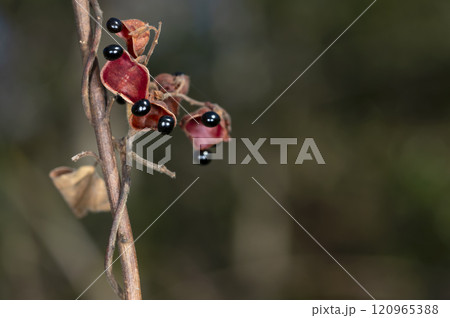 タンキリマメ タンキリマメ 120965388