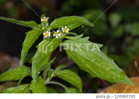 ハキダメギク 120965395