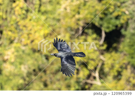 ハシブトガラス 120965399