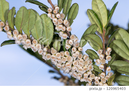 ハマヒサカキ 120965403