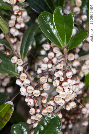 ハマヒサカキ 120965404